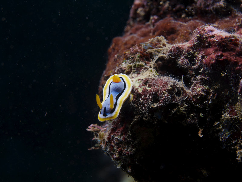 Nudibranch, Coral Garden